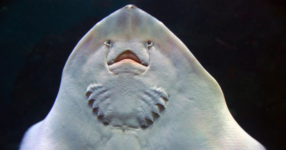 Stingray