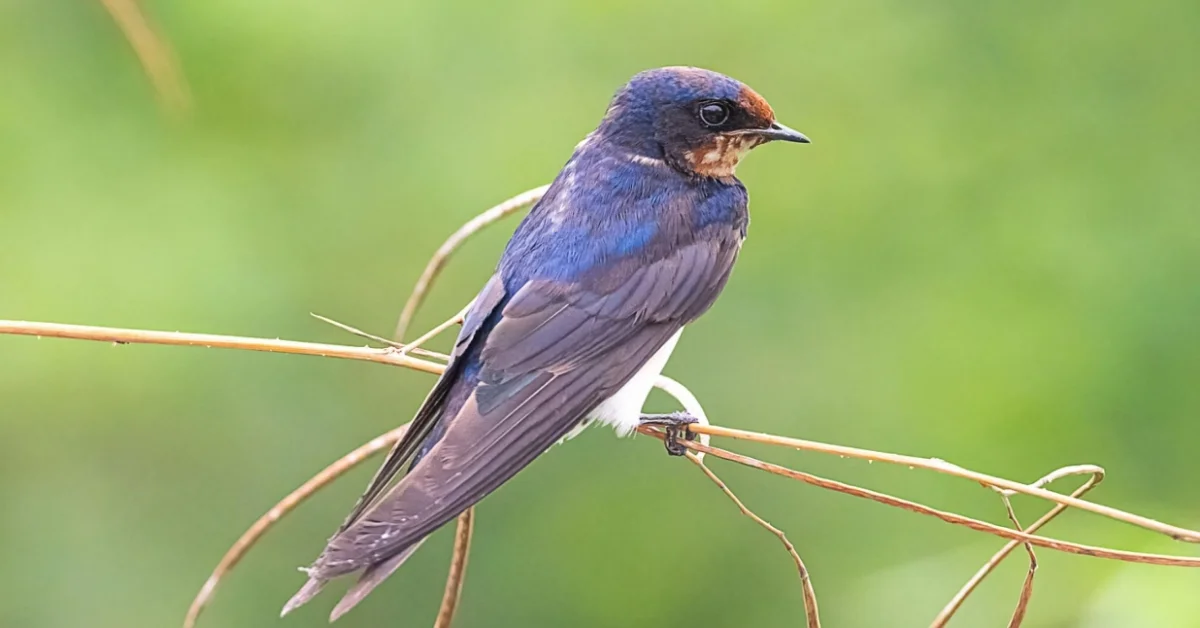 Swallow