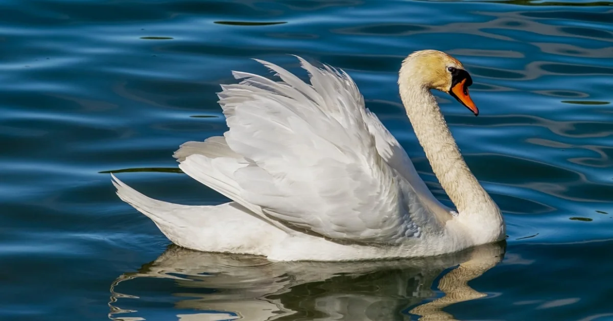 Swan
