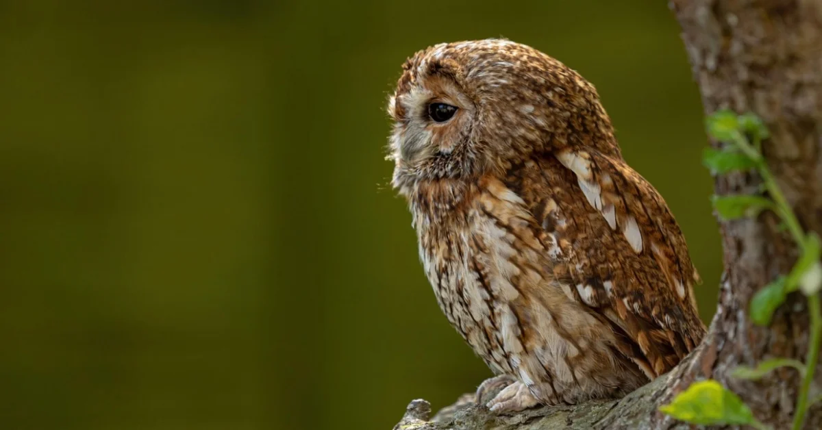 Tawny Owl