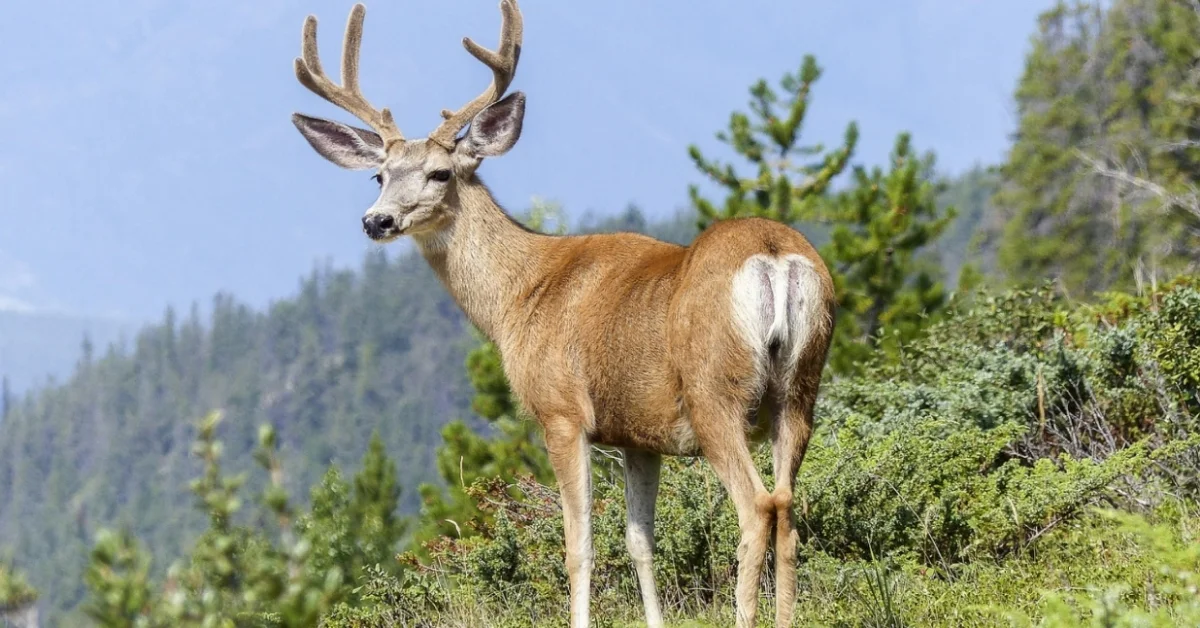 Tule Elk