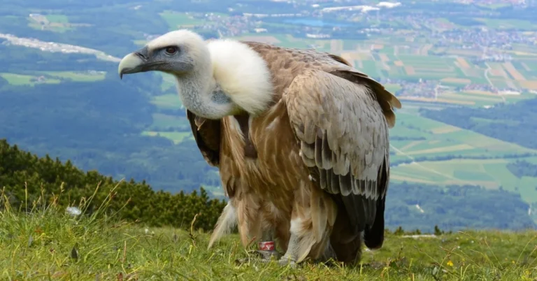 Vulture