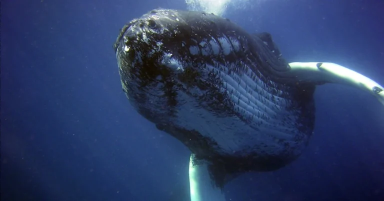 Whale