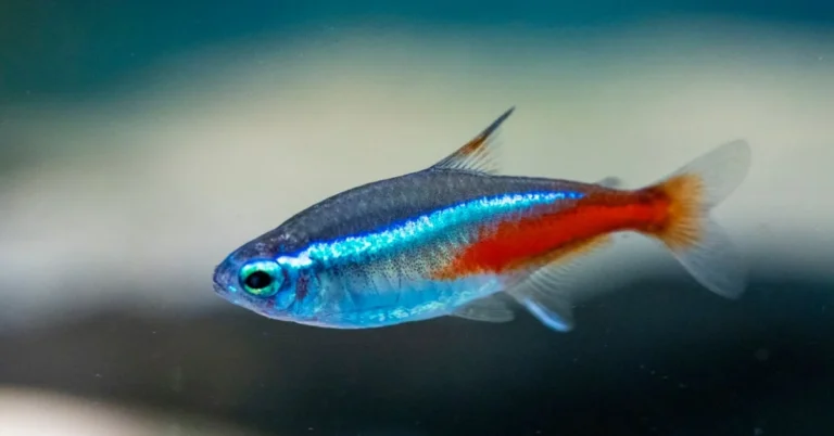 X-Ray Tetra