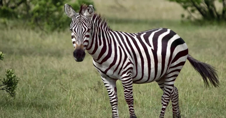 Zebra