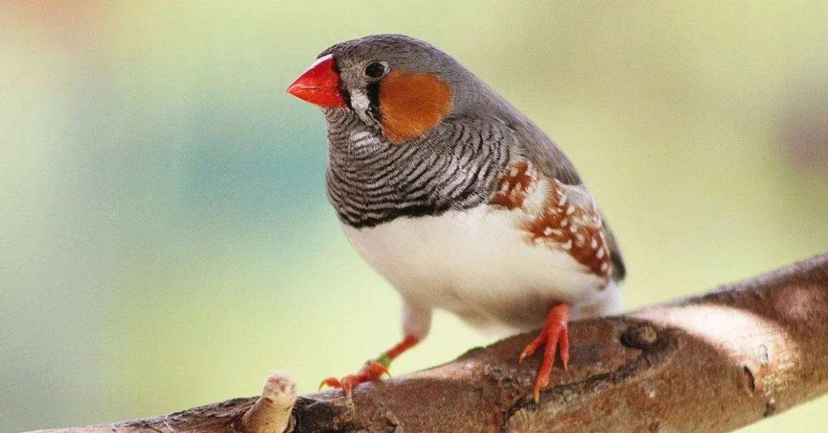 Zebra Finch Zebra Finch