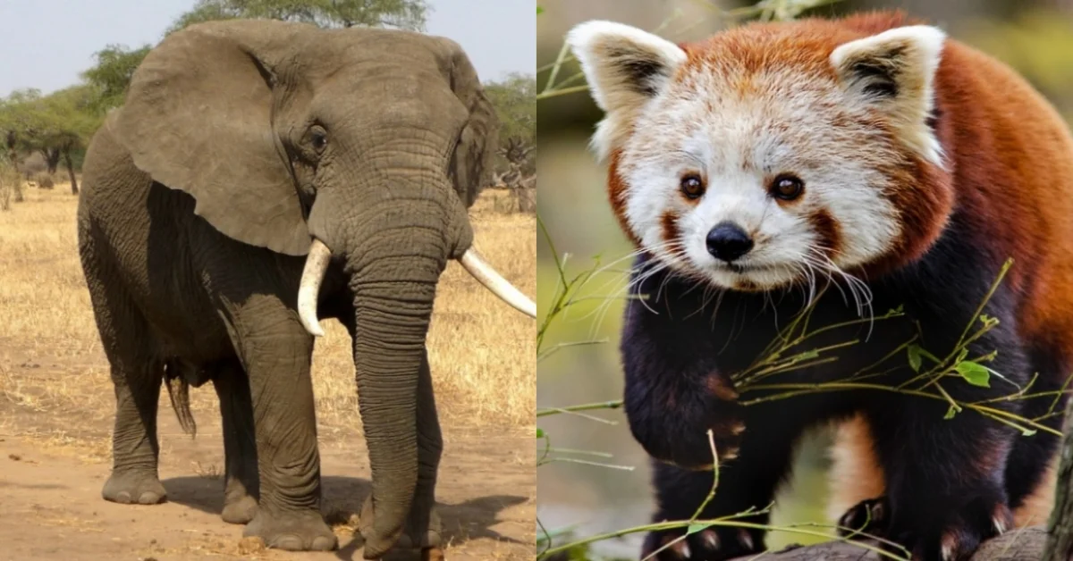 A-Z Animals