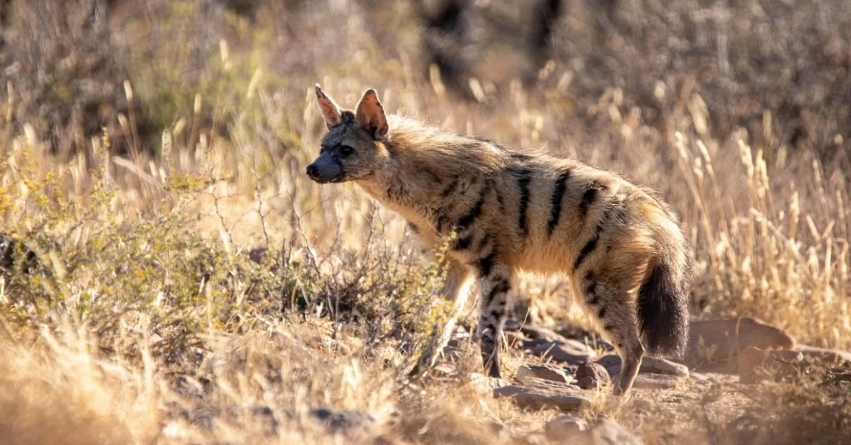 Aardwolf