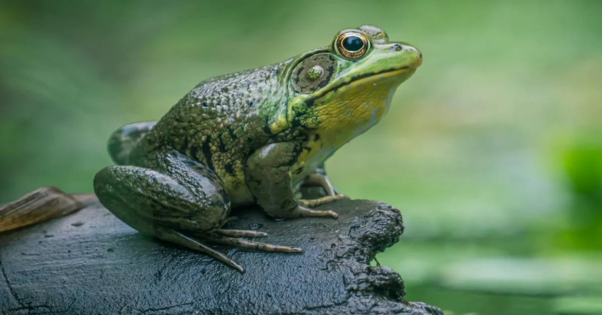 American Bullfrog