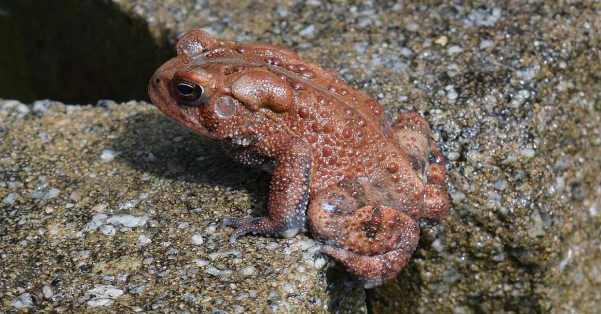 American Toad