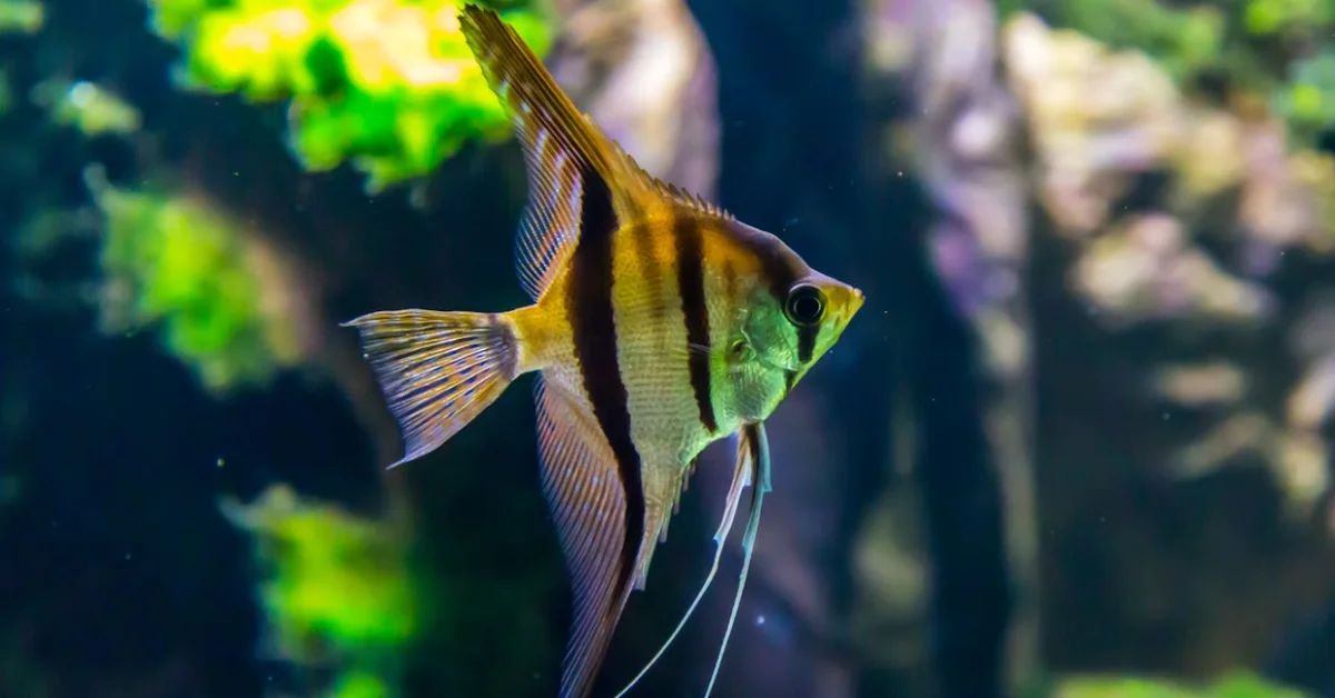Angelfish