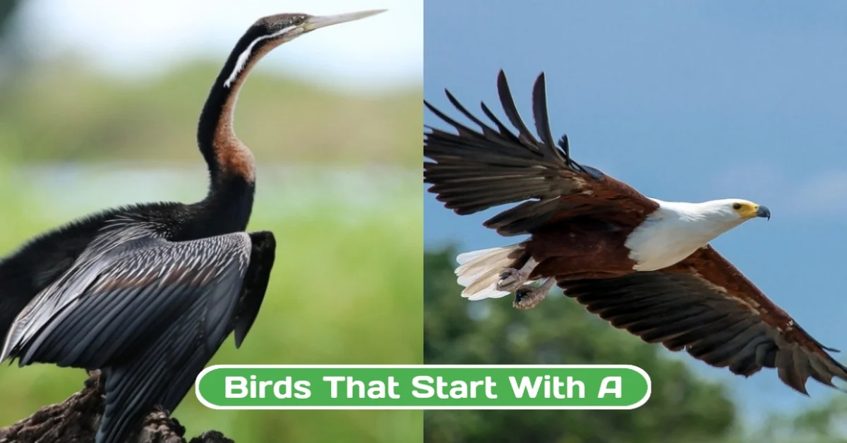 Birds That Start with A