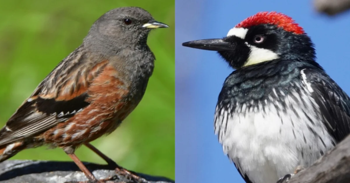 Birds