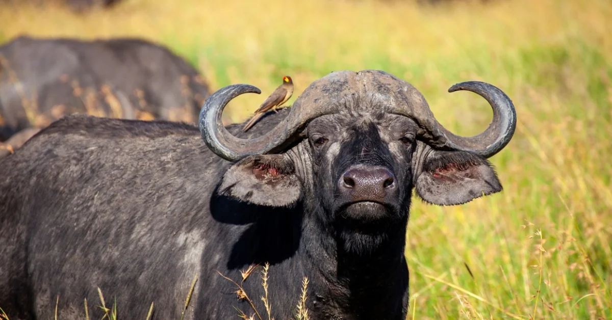 Buffalo Standing Buffalo Standing