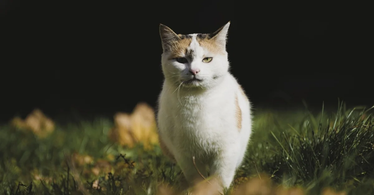 Cat Standing Cat Standing