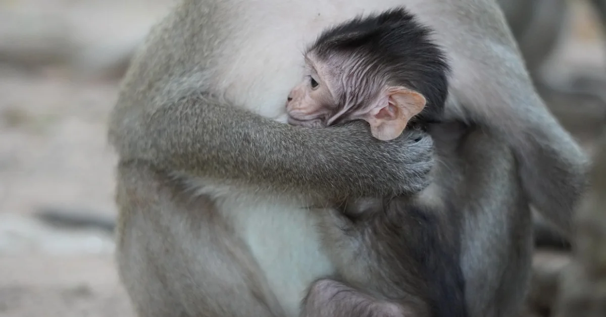 Close-up image of a baby monkey Close-up image of a baby monkey
