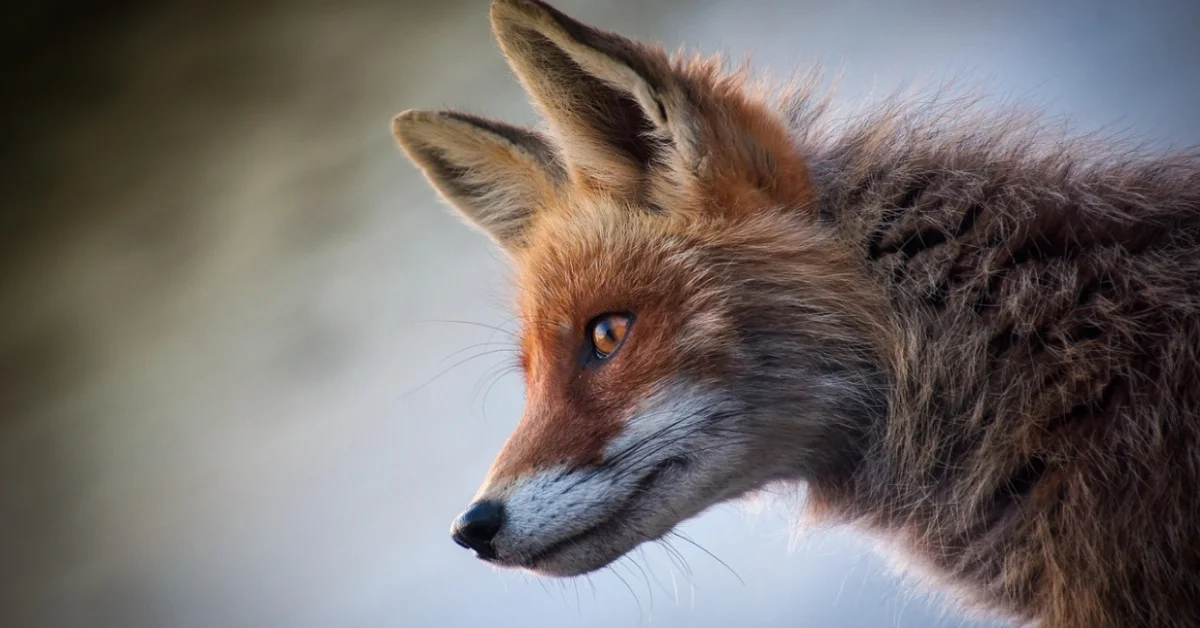 Close-up profile of a fox