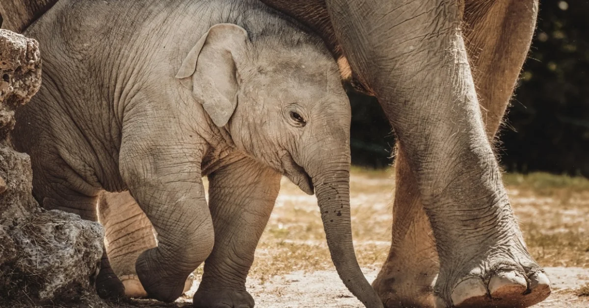 Elephant Baby Elephant Baby