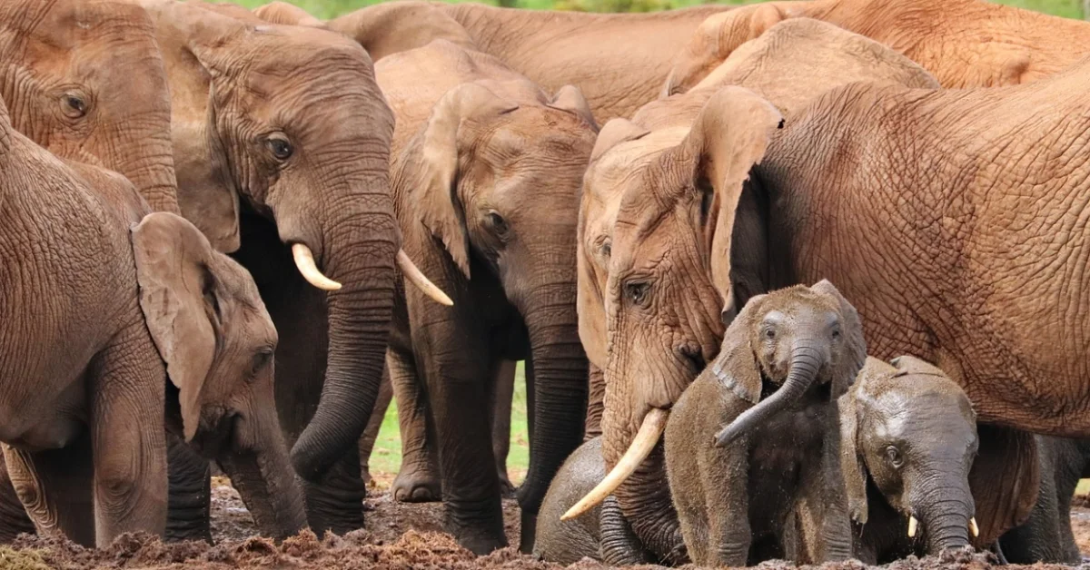 Elephant Group Elephant Group