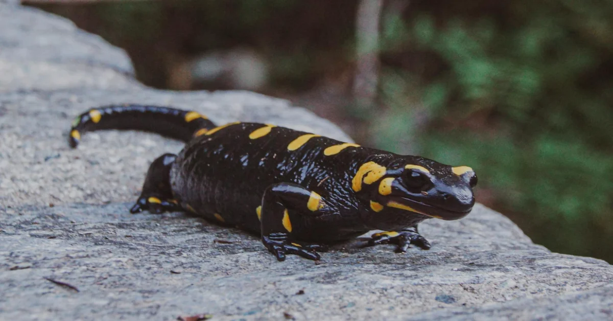 Fire Salamander