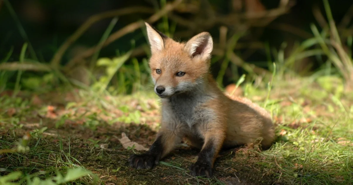 Fox sits on the ground