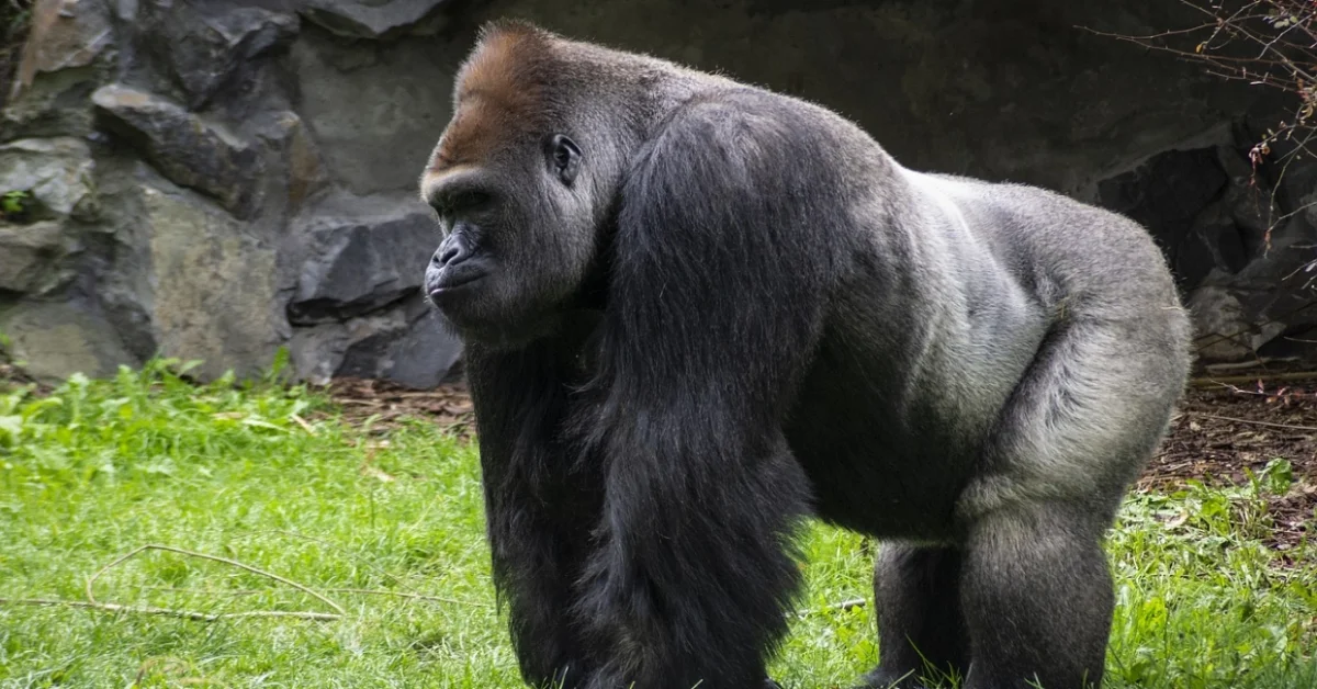 Gorilla Standing Gorilla Standing