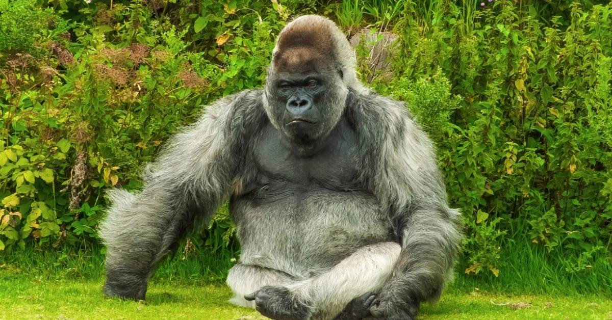 Gorilla sitting Gorilla sitting