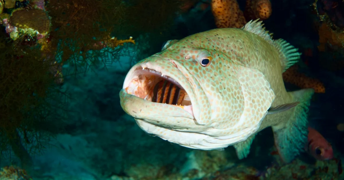 Grouper
