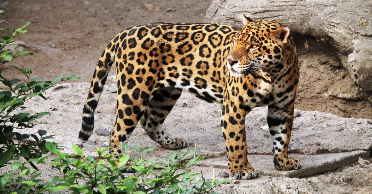 Jaguar walks gracefully on rocky terrain Jaguar walks gracefully on rocky terrain