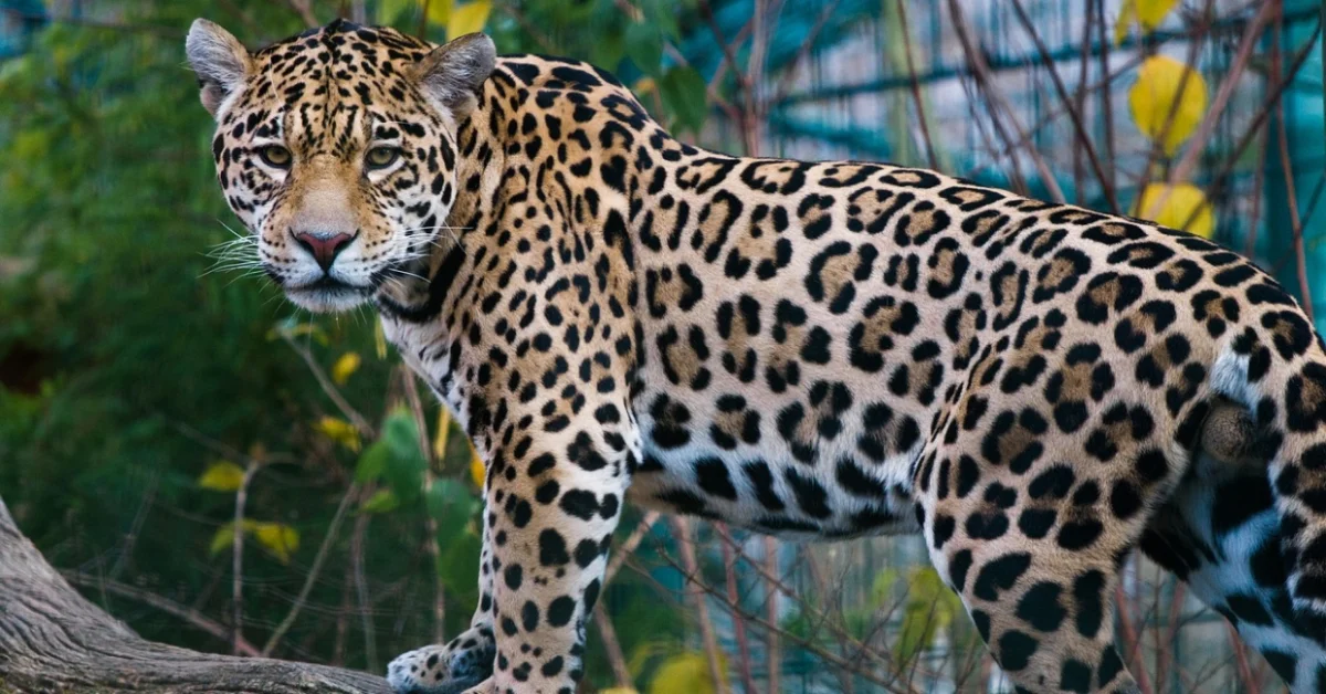 Jaguar Jaguar