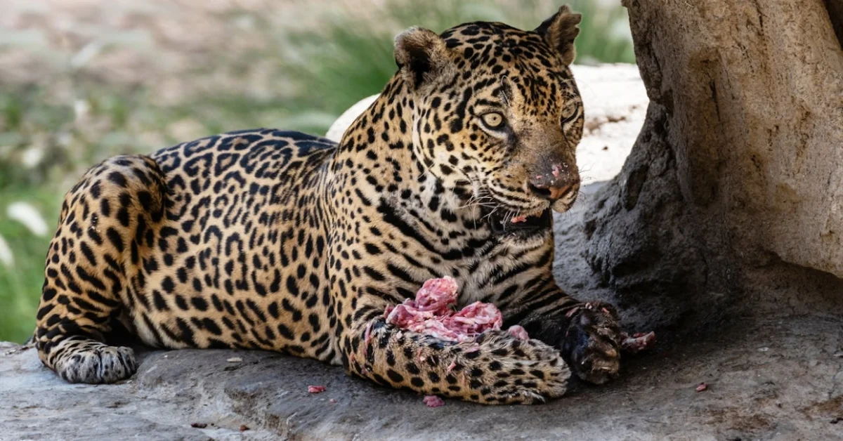 Jaguar1 Jaguar1