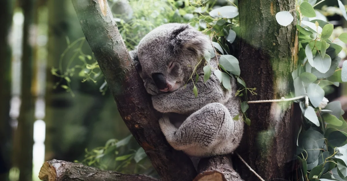 Koala on tree Koala on tree