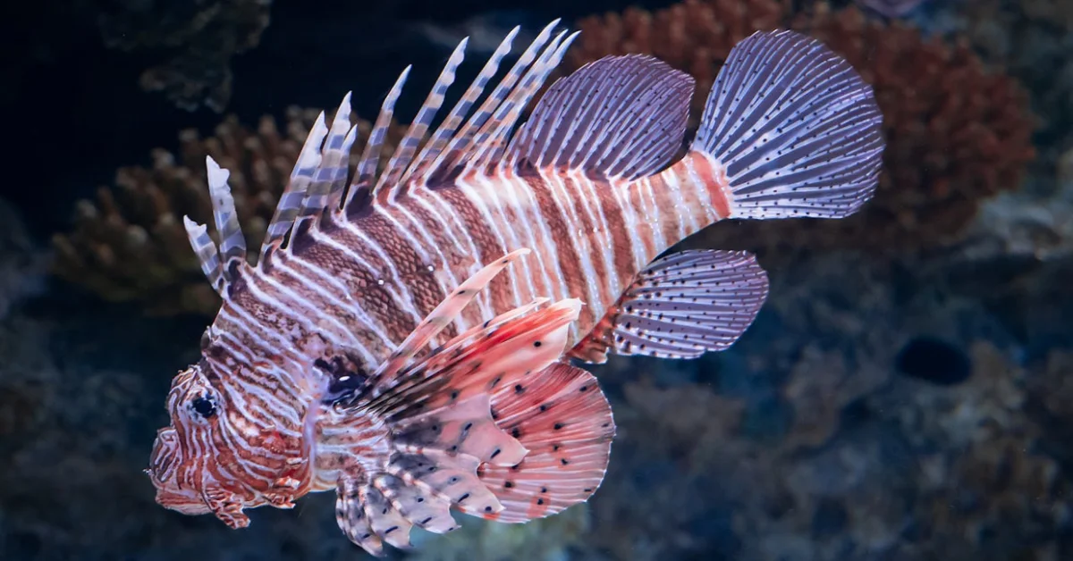Lionfish