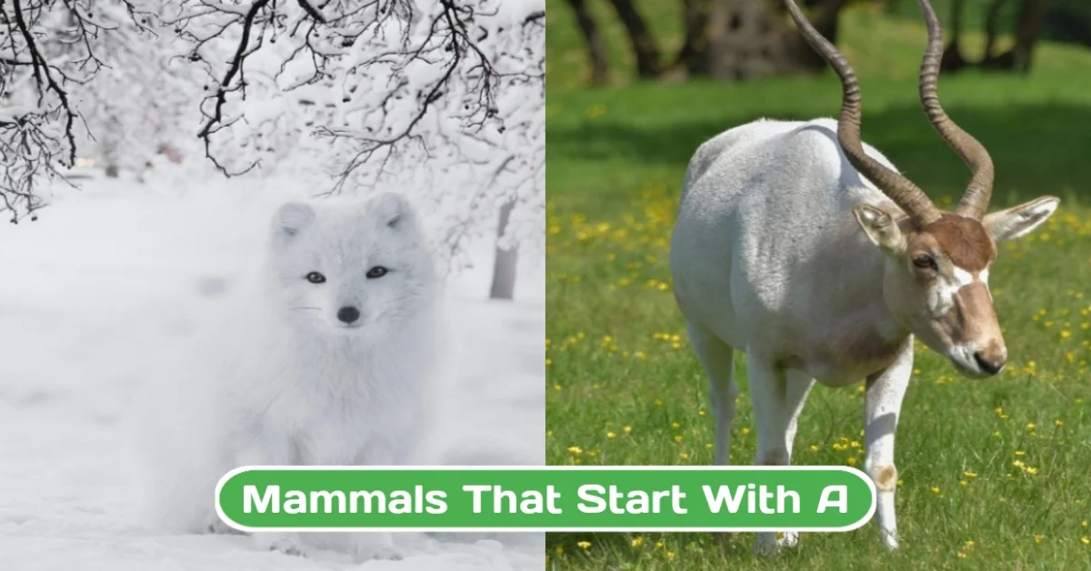 Mammals That Start with A