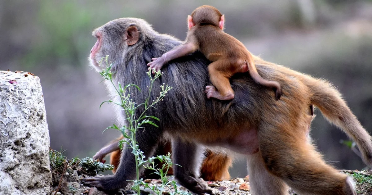 Monkey mother Monkey mother