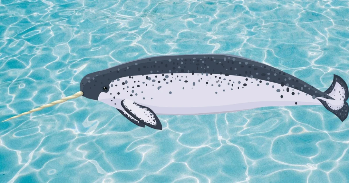 Narwhal Narwhal