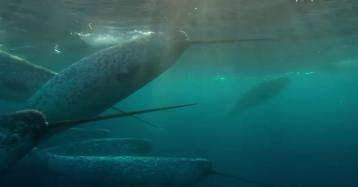 Narwhal