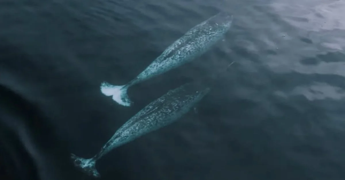 Narwhal1 Narwhal1