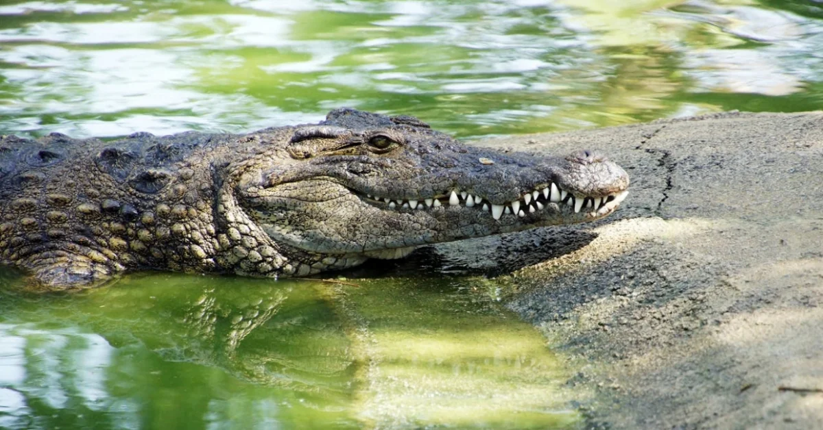 Nile Crocodile2