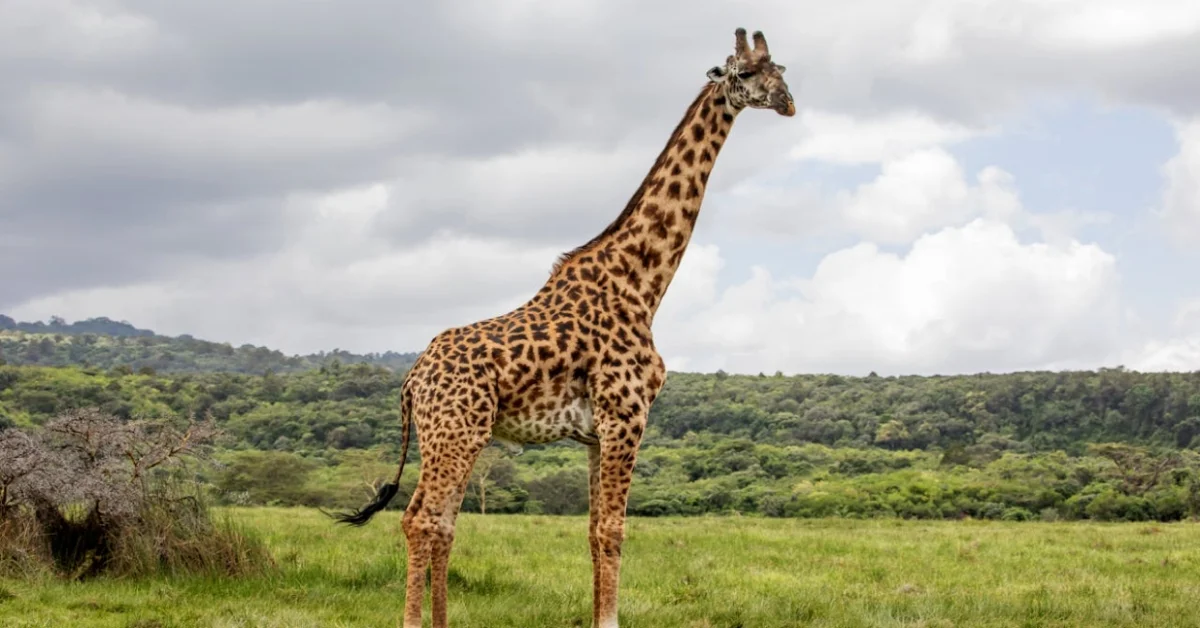 Northern Giraffe