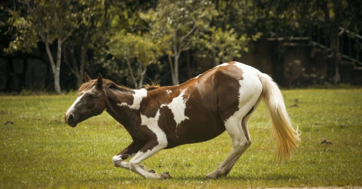 Paint Horse Paint Horse