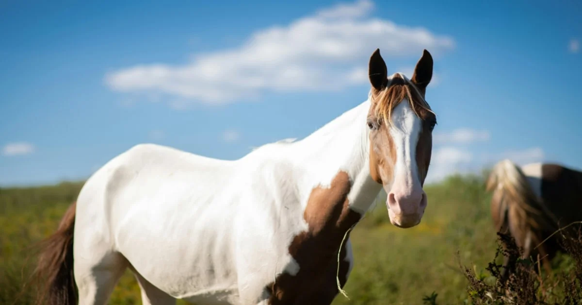 Paint Horse1 Paint Horse1