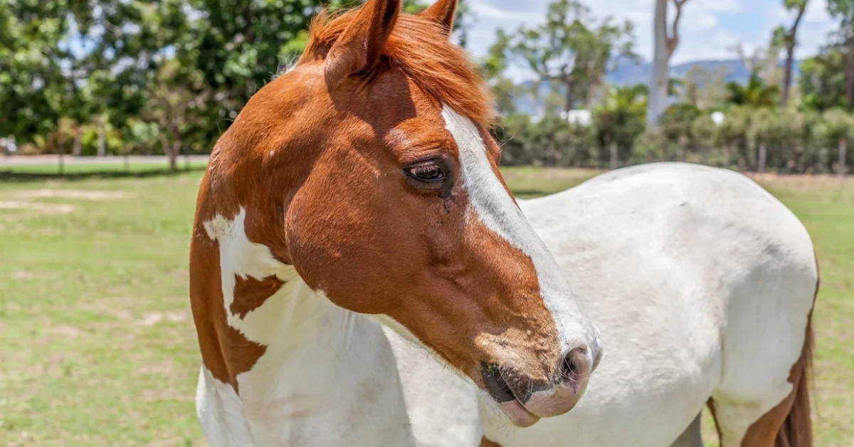 Paint horse standing Paint horse standing