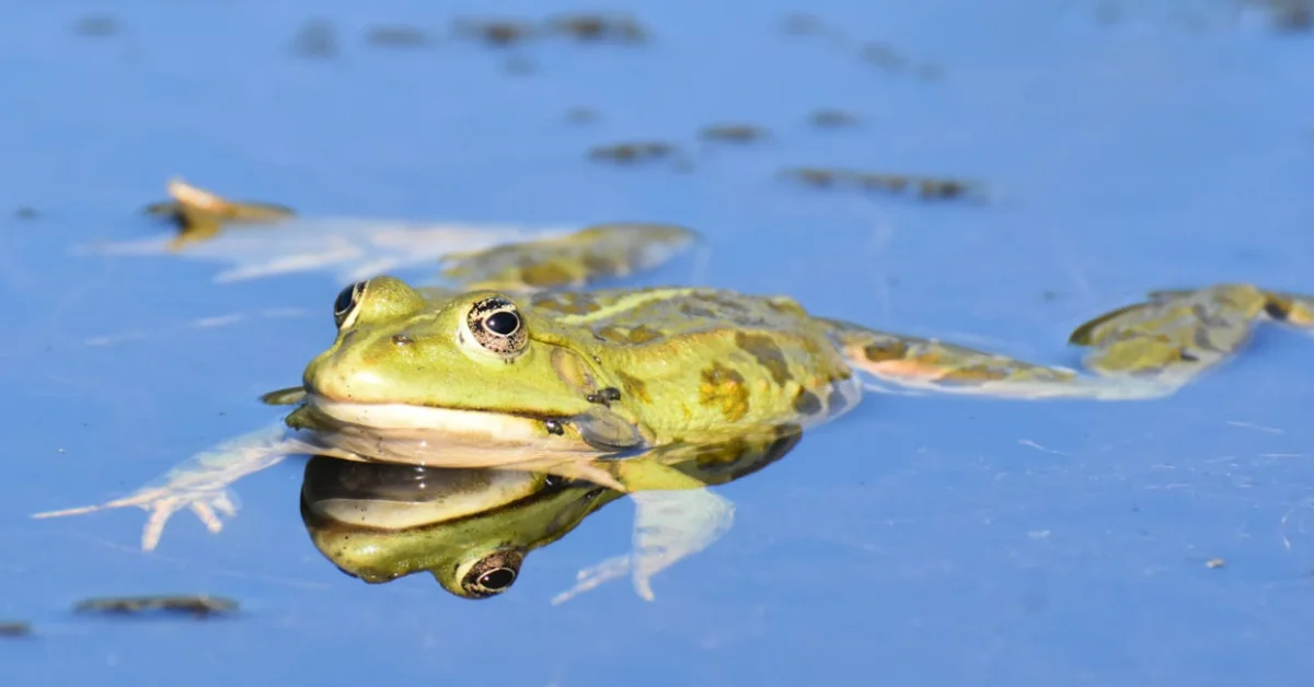 Pool Frog