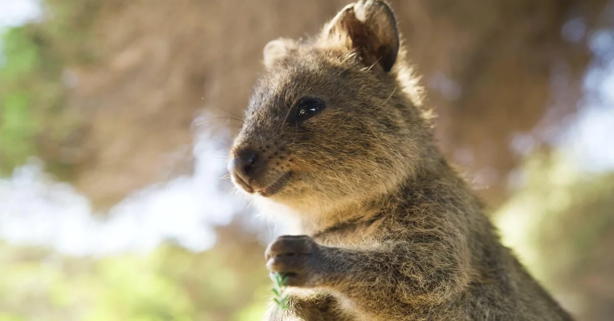Quokka animal that is standing on a tree Quokka animal that is standing on a tree