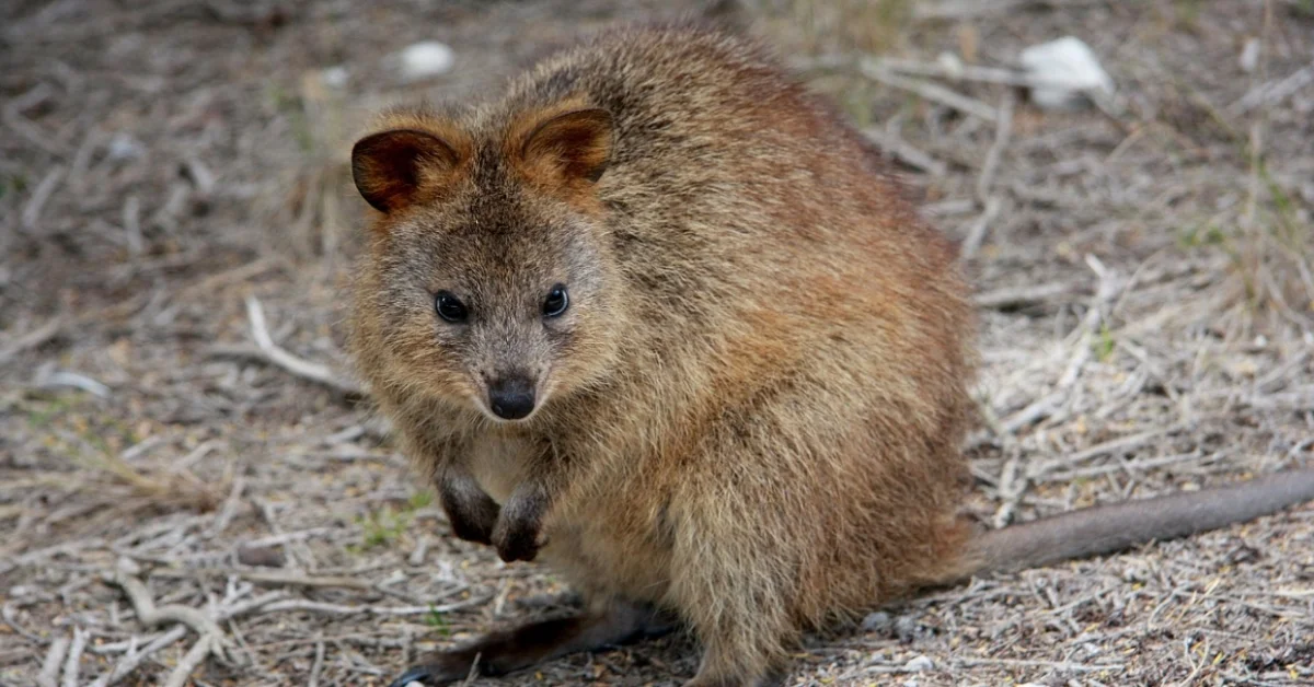 Quokka sitting on the ground Quokka sitting on the ground