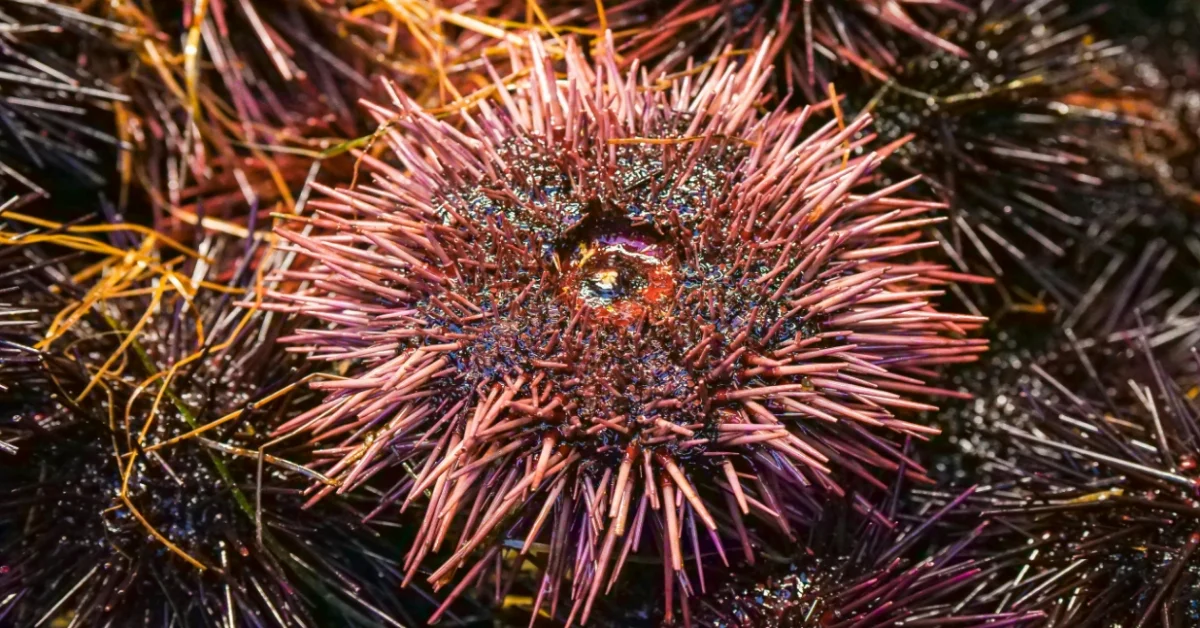 Sea Urchins