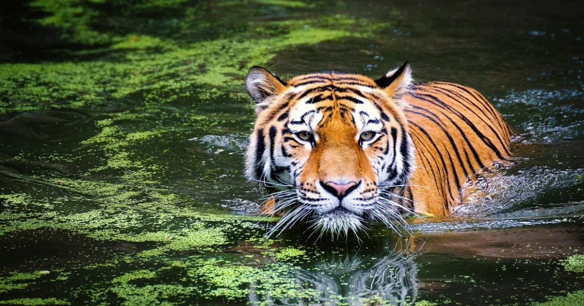 Tiger in water