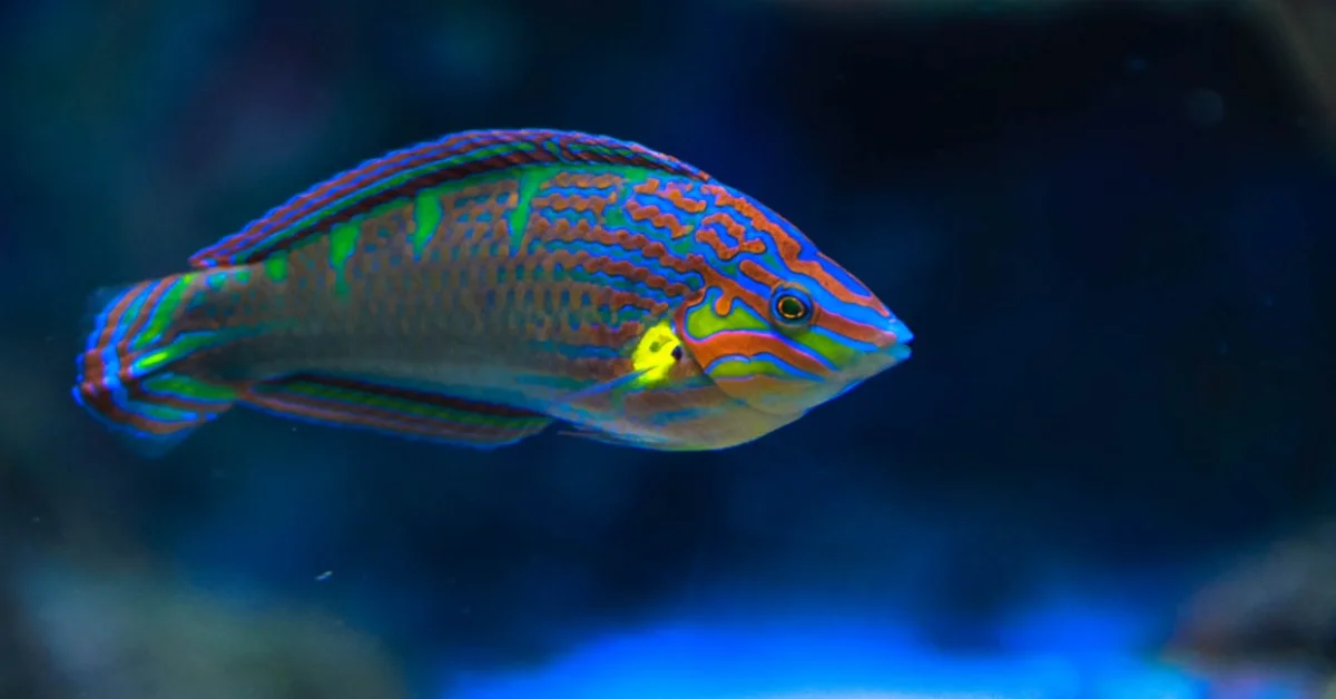 Wrasse