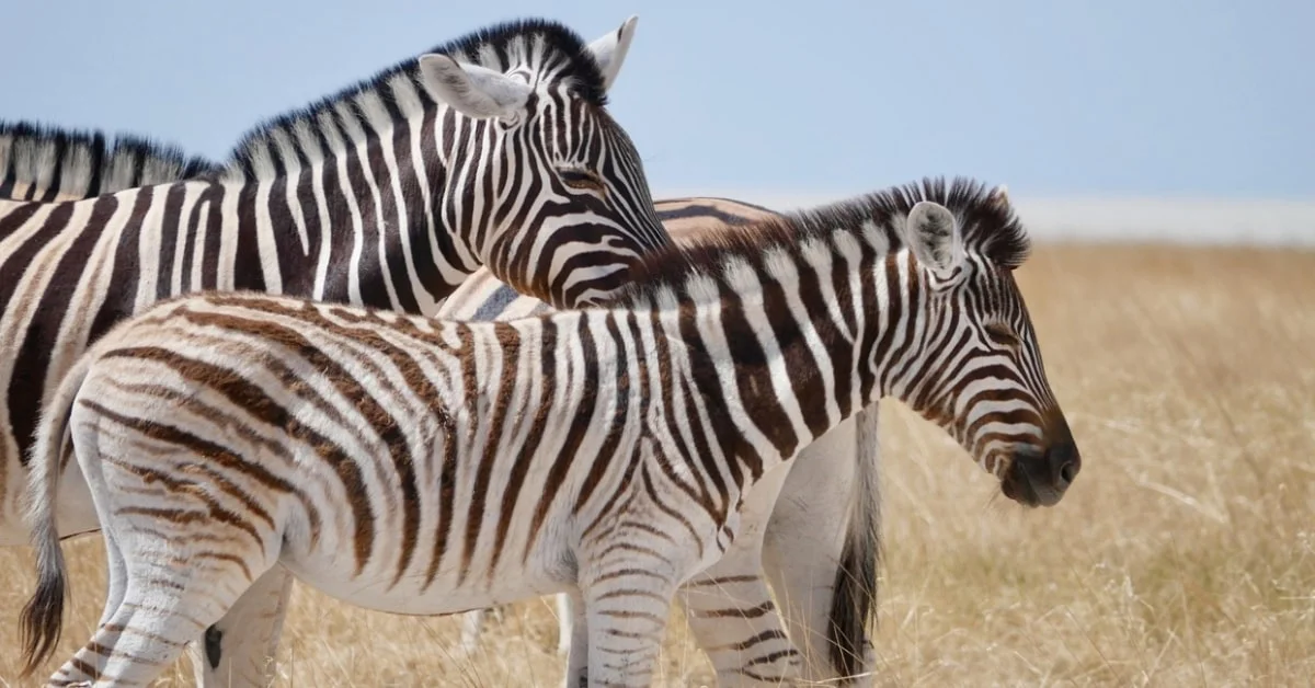 Zebra1